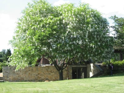 A large flowering tree in a landscaped outdoor area