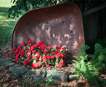 Americare Lodges, assisted living in Grand Rapids, MN — Red flowers blooming near a rusty wheelbarrow