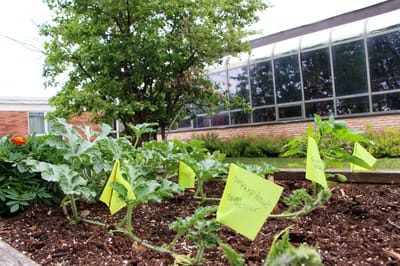 Garden bed with labeled plants in outdoor space