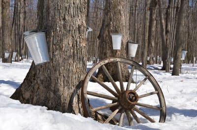 Rustic scene with an old wheel and tree sap collection buckets