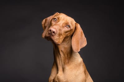 Close-up of a Vizsla dog with a curious expression.
