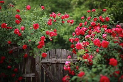 Garden gate surrounded by blooming red roses