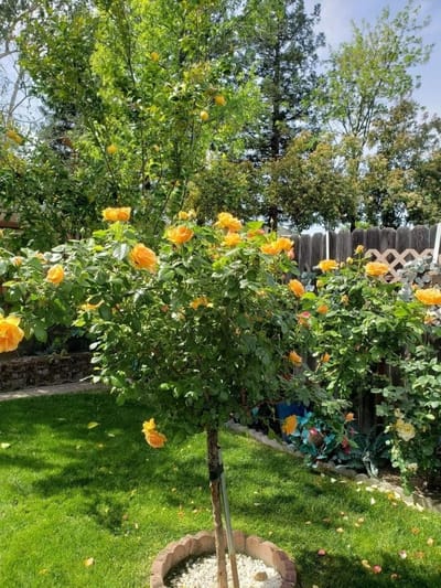 A sunny garden scene with blooming yellow roses