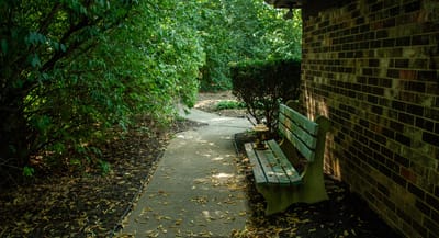 Pathway with a bench surrounded by greenery