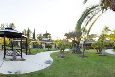 Peaceful outdoor garden area with palm trees