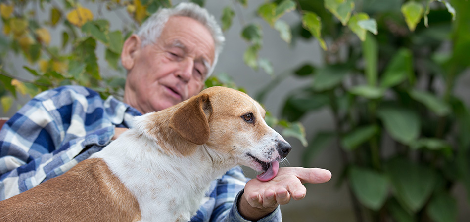 Senior man interacting with a dog outdoors.
