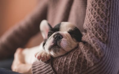 Person holding a sleeping puppy.