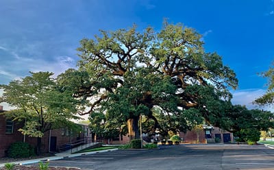 Large oak tree in outdoor space