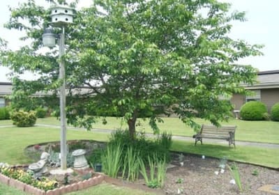 Outdoor space with trees and benches.