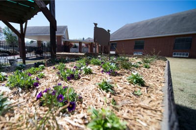 Colorful flowers in a garden at a senior living facility