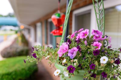 Hanging flower pot near a building entrance