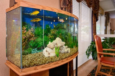 A beautifully maintained aquarium in a common area
