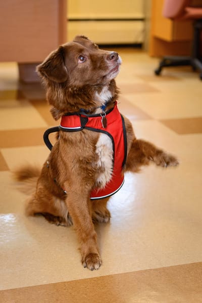Service dog in a facility common area