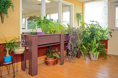 Indoor plant display in a bright hallway