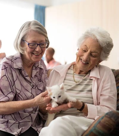 Two senior women joyfully interacting with a kitten