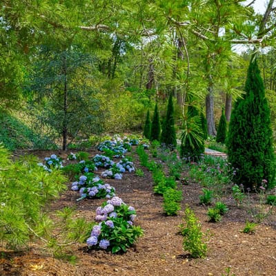 Vibrant garden area with hydrangeas and greenery