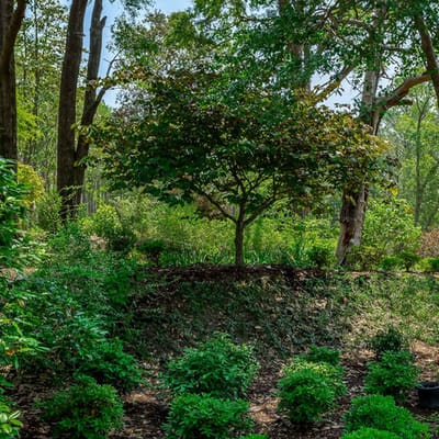 Lush garden area with various plants and trees