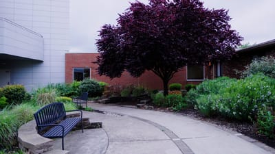 Pathway lined with greenery and a large purple tree