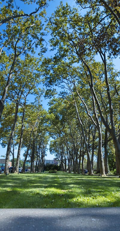 A serene outdoor area with trees and grass