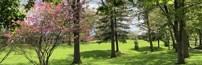 Beautiful outdoor space with trees and grass