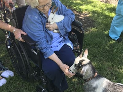 A resident interacting with rabbits and a goat outdoors