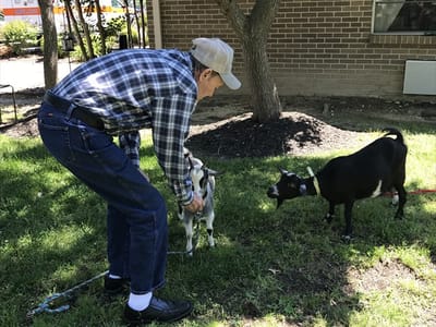 Resident interacting with goats in the garden
