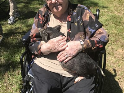 Resident in a wheelchair holding a small pig