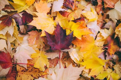 Colorful autumn leaves covering the ground