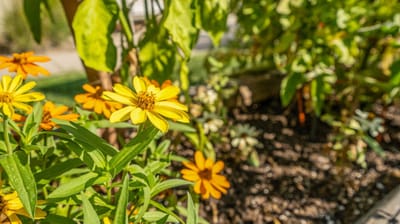 Close-up of colorful flowers in a garden