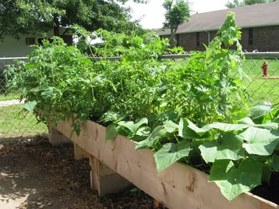 Vegetable garden with healthy plants in raised beds