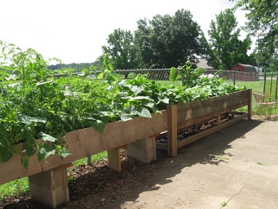 Raised garden beds with a variety of plants