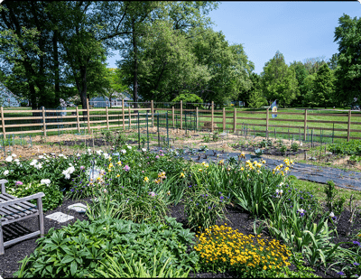 Vibrant community garden with various flowers