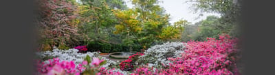 Vibrant garden with pink and white flowers
