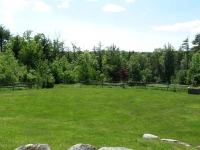 Lush green outdoor space with trees and grass