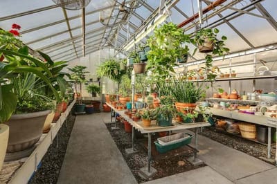 Interior view of a greenhouse filled with plants