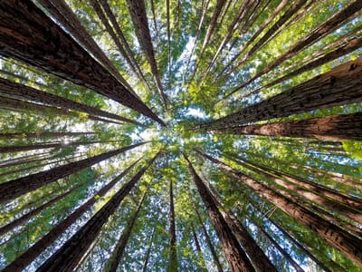 View of tall trees from the forest floor