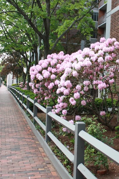 A walkway lined with blooming flowers