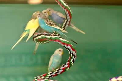 Colorful parakeets perched on a spiral toy