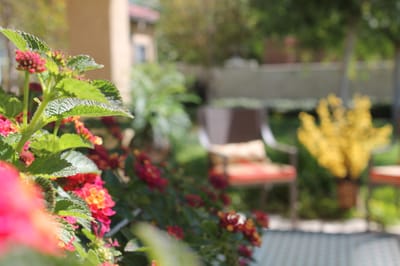 Colorful flowers in an outdoor seating area