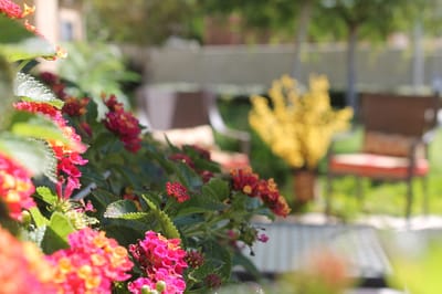 Colorful flowers in a serene outdoor setting
