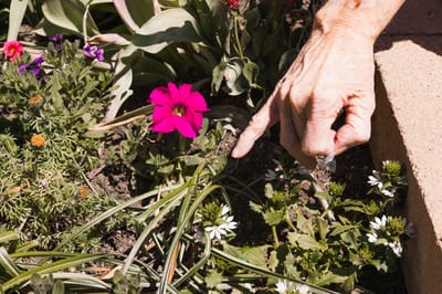 A hand tending to flowers in a garden