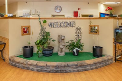 Interior welcome area with plants and stone decoration