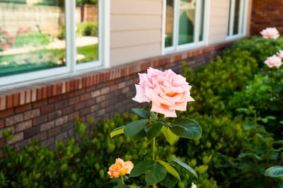 A pink rose blooming in a garden outside