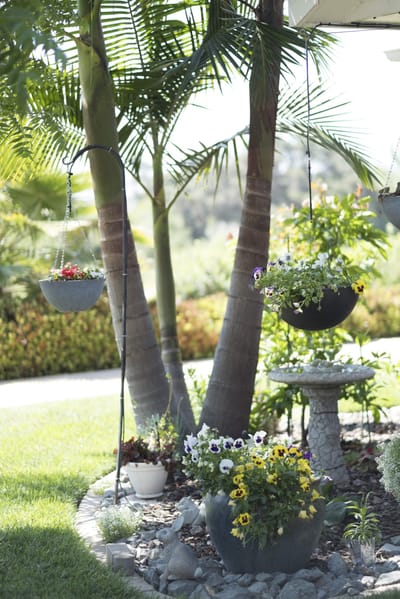 Colorful flower pots in a sunny outdoor garden