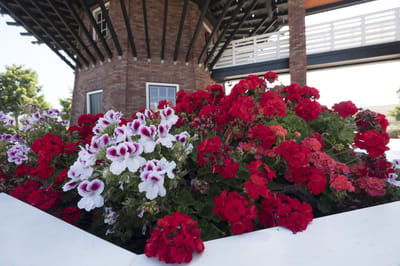 Vibrant flower bed near the facility entrance