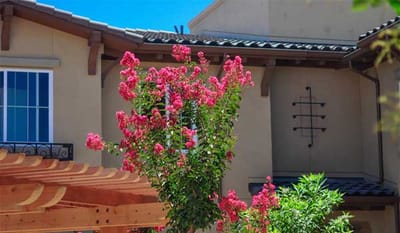 Colorful flowers in a landscaped outdoor area