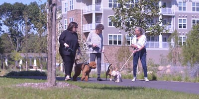 Residents walking dogs along a landscaped path