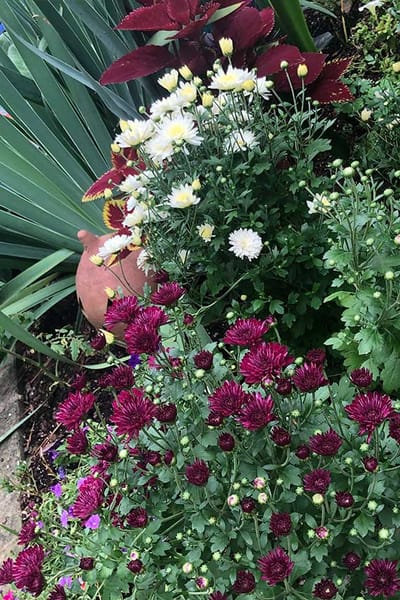 Colorful flowers in a beautifully landscaped garden