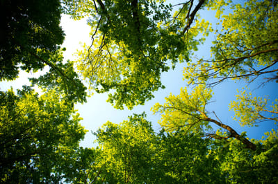 Peachtree Village Retirement & Assisted Living Communities, senior communitie in Fort Smith, AR — Canopy of vibrant green trees against a blue sky