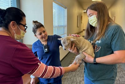 Staff interacting with a resident and a therapy animal
